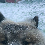 Vucky a rejoint le concours — aidez-le/la à gagner de superbes lots ! dog, close_up, snow, fur, ears, outdoor, peeking, nose, winter, snowflakes, animal, canine, nature, cold, background, shed, grass, curious, fluffy, weather