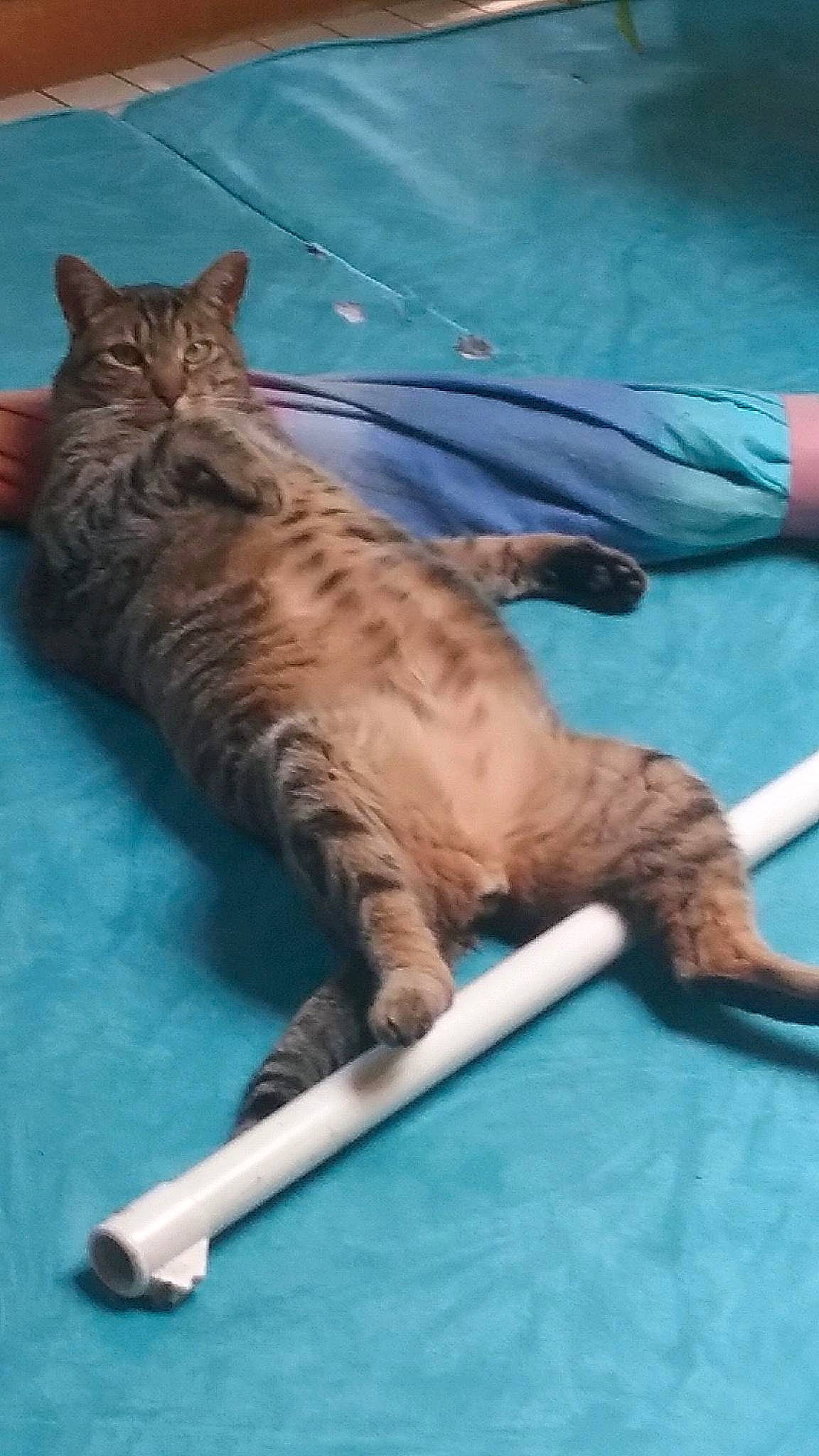 Harley is registered to the contest to win money with this photo: carnivore, cat, claw, comfort, fang, fawn, felidae, flooring, fur, musical_instrument, recreation, small_to_medium_sized_cats, snout, tail, terrestrial_animal, whiskers