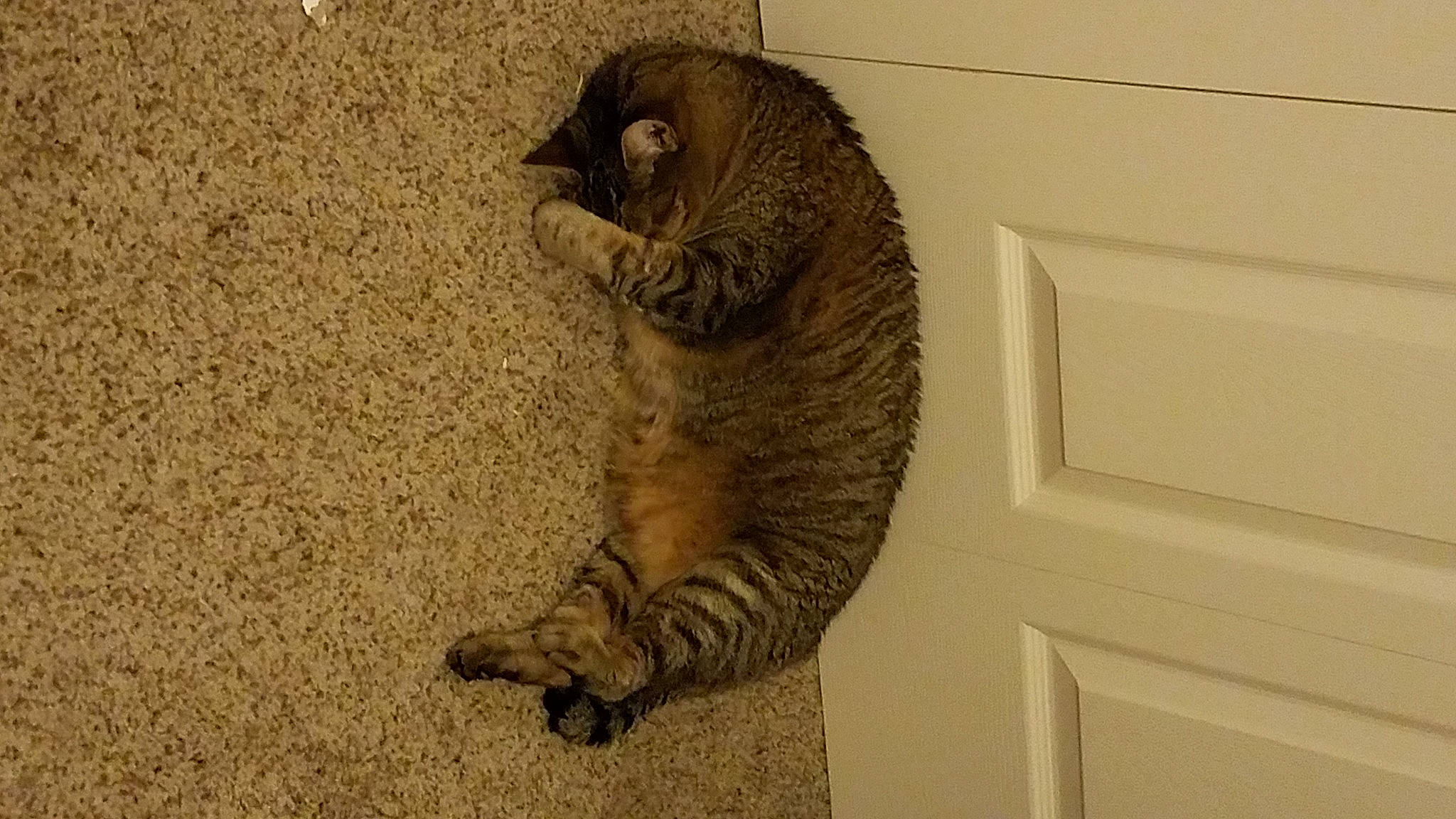 Harley is registered to the contest to win money with this photo: carnivore, cat, claw, domestic_short_haired_cat, door, felidae, flooring, foot, fur, human_leg, paw, small_to_medium_sized_cats, snout, soil, tail, terrestrial_animal, toe, whiskers, wood