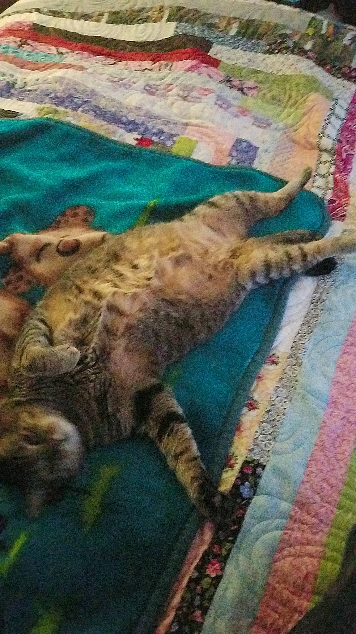 Harley is registered to the contest to win money with this photo: art, big_cats, carnivore, carpet, cat, fawn, felidae, flooring, fur, grass, linens, pattern, small_to_medium_sized_cats, sporting_group, tail, terrestrial_animal, textile, visual_arts, wildlife, wood