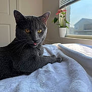 Mars joined the competition — help win amazing prizes! animal, bedroom, blanket, cat, cozy, cute, domestic, feline, fur, gray_cat, indoor, pet, plant, relaxed, resting, soft_light, sunlight, tongue_out, whiskers, window