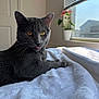 animal, bedroom, blanket, cat, cozy, cute, domestic, feline, fur, gray_cat, indoor, pet, plant, relaxed, resting, soft_light, sunlight, tongue_out, whiskers, window