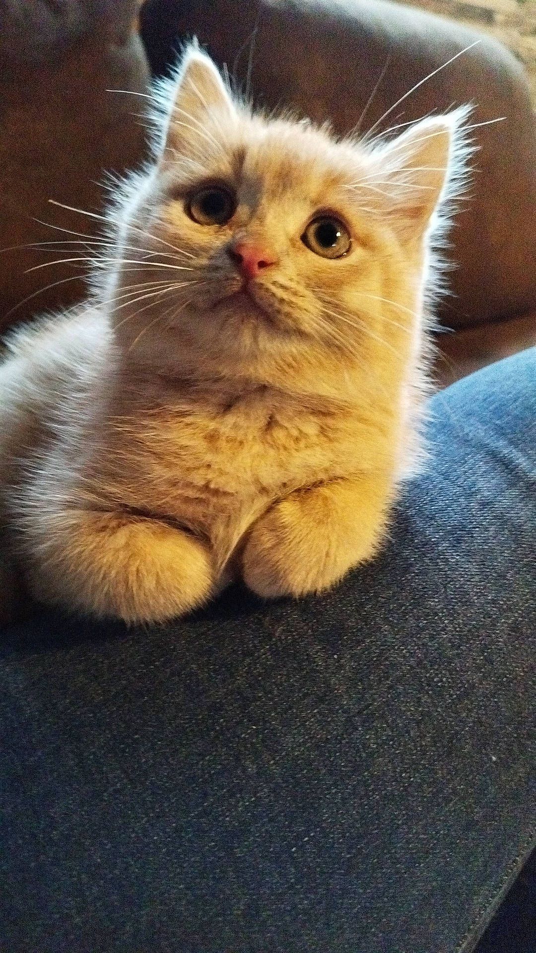 Ruben a rejoint le concours — aidez-le/la à gagner de superbes lots ! british_longhair, carnivore, cat, claw, domestic_short_haired_cat, fawn, felidae, fur, paw, small_to_medium_sized_cats, tail, terrestrial_animal, whiskers, window