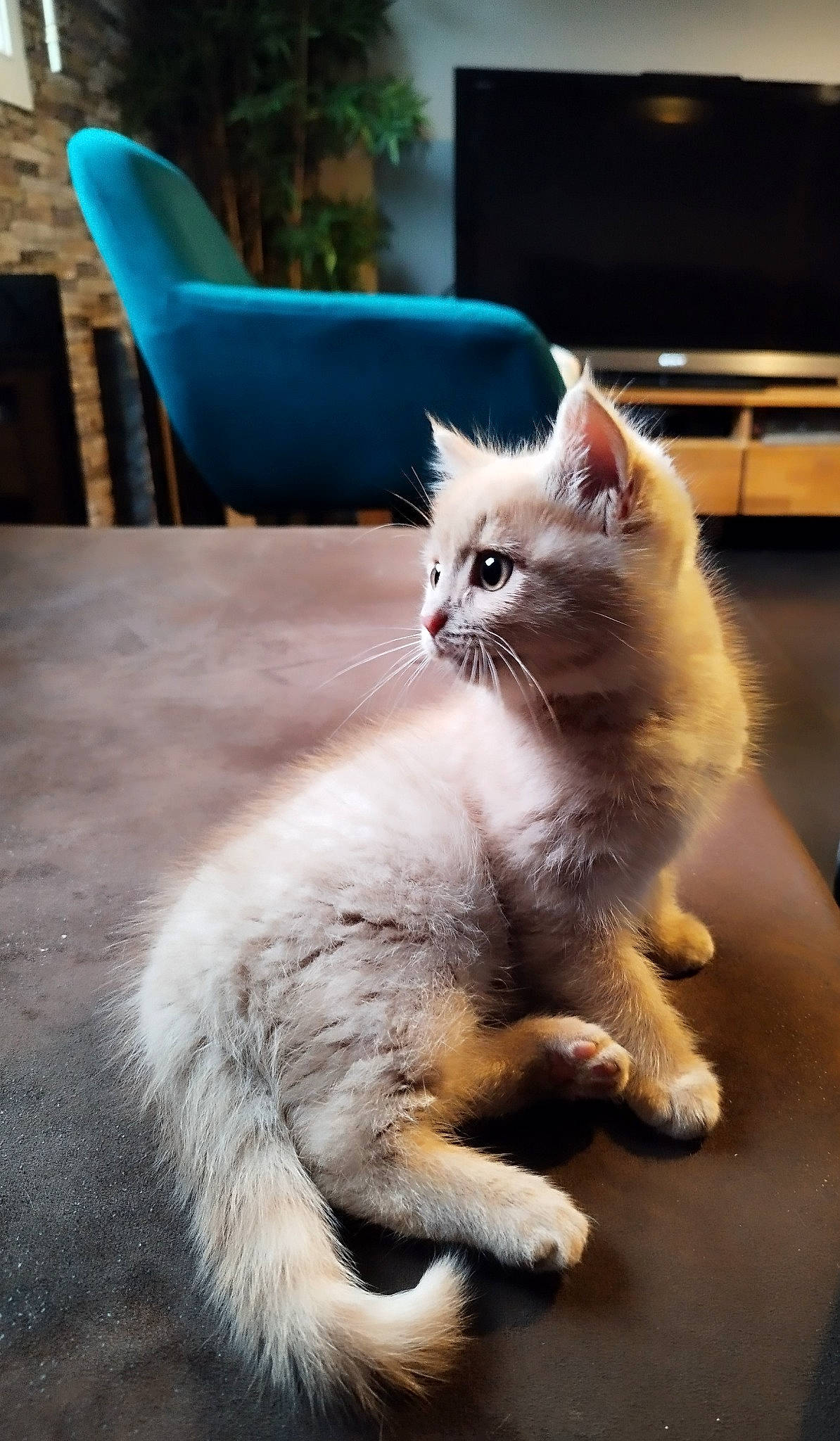 Ruben participe au concours pour gagner de l'argent avec cette photo : carnivore, cat, cat_supply, chair, claw, comfort, domestic_short_haired_cat, fawn, felidae, fur, paw, small_to_medium_sized_cats, snout, tail, whiskers, window