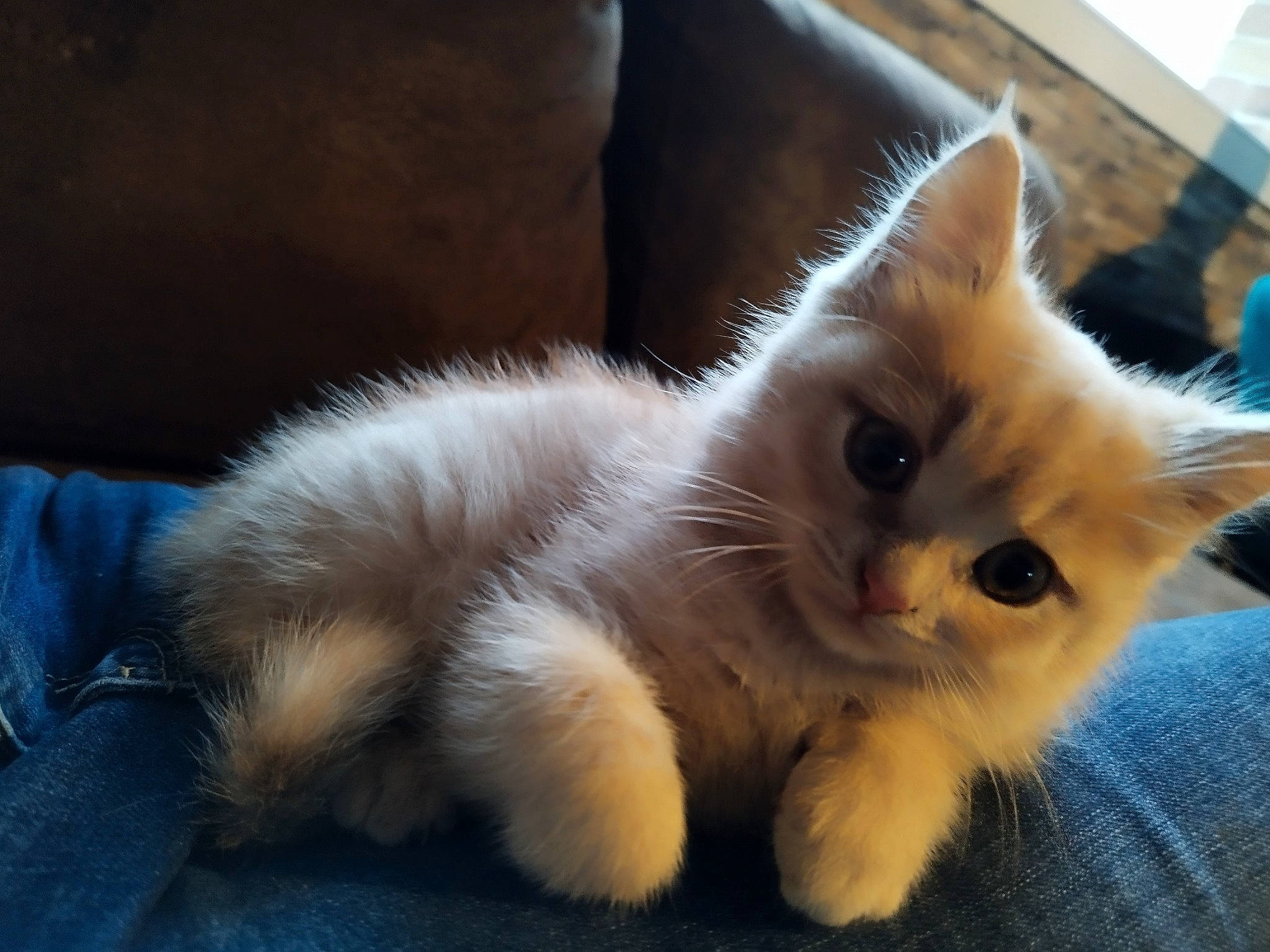 Ruben a rejoint le concours — aidez-le/la à gagner de superbes lots ! carnivore, cat, claw, comfort, eye, fawn, felidae, fur, paw, small_to_medium_sized_cats, snout, tail, whiskers