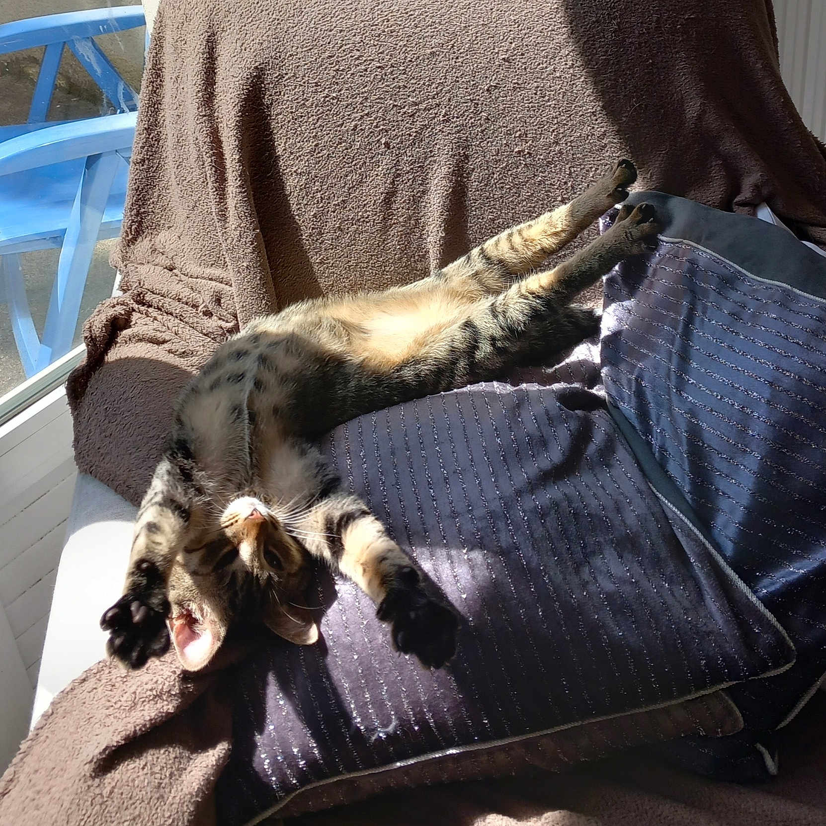 Ulysse participe au concours pour gagner de l'argent avec cette photo : animal, architecture, armchair, blanket, building, canine, cat, chair, couch, cushion, furniture, homedecor, indoors, kitten, livingroom, person, pet, pillow, room, sleeping