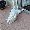 adorable, belly_up, blue_eyes, cat, closeup, concrete_floor, doorway, fluffy_cat, fur, home, lying_on_back, outdoor, pet, playful, porch, potted_plant, relaxed, texture, whiskers, white_cat