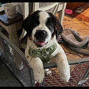 Sophia joined the competition — help win amazing prizes! dog, puppy, st_bernard, harness, baby_gate, paw, tongue, indoor, rug, dog_bed, food_bowl, mug, side_table, carpet, pet, cute, looking_up, furniture, home, smiling