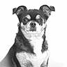 adorable, animal, black_and_white, canine, chihuahua, companion, cute, dog, domestic_animal, ears, face, fur, furry, isolated, looking_at_camera, pet, portrait, sitting, small_dog, studio