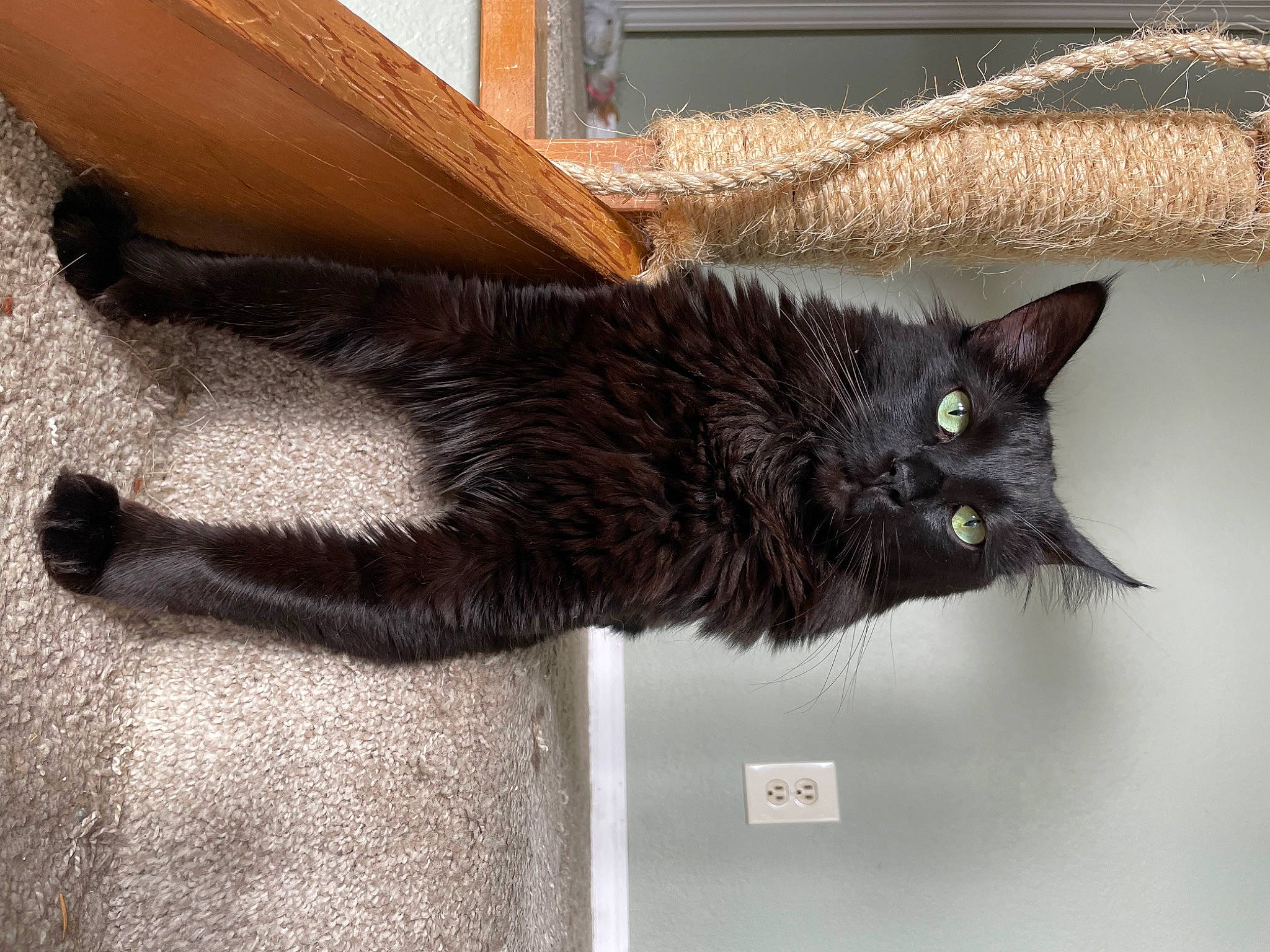 Beerus is registered to the contest to win money with this photo: black_cat, bombay, carnivore, cat, claw, domestic_short_haired_cat, felidae, flooring, fur, grey, small_to_medium_sized_cats, snout, tail, terrestrial_animal, whiskers