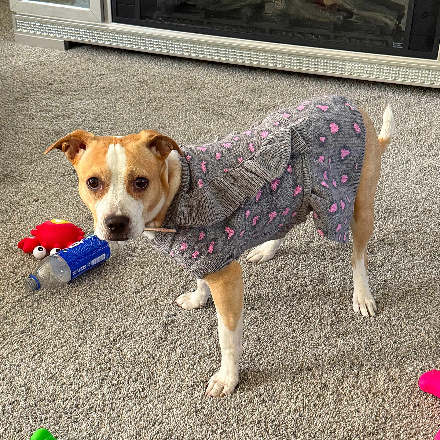 Coco Shanel Brown joined the competition — help win amazing prizes! animal, brown_and_white_dog, canine, carpet, cozy, cute, dog, fireplace, green_toy, home, indoor, looking, pet, pink_hearts, plastic_bottle, playful, red_toy, standing, sweater, toy