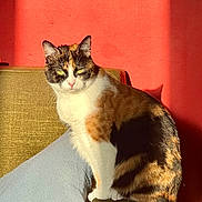 Cookie a rejoint le concours — aidez-le/la à gagner de superbes lots ! cat, calico_cat, feline, sunlight, shadow, red_wall, chair, armrest, indoor, pet, animal, fur, whiskers, ears, tail, domestic_cat, resting, yellow_eyes, cozy, texture