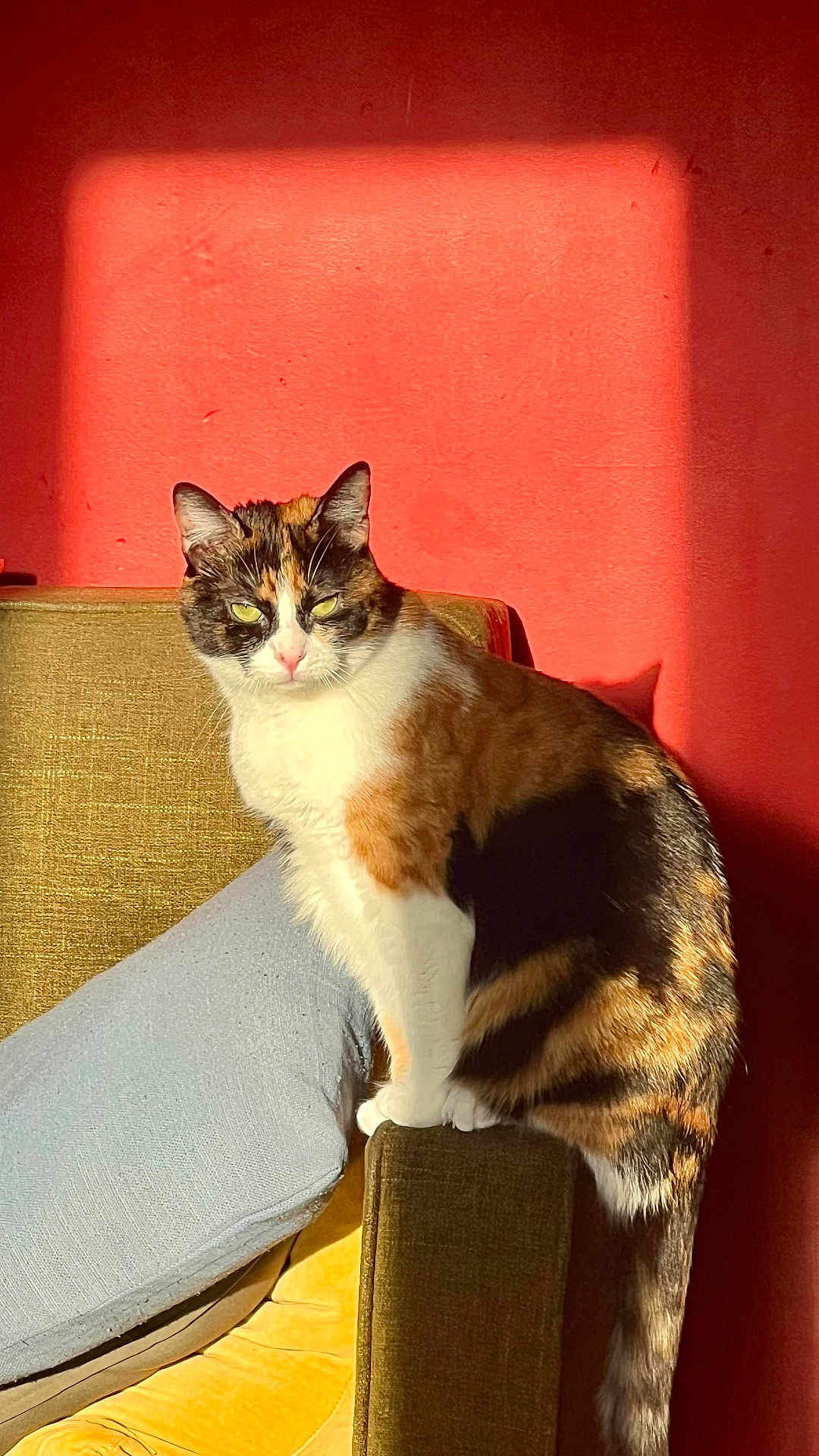 Cookie a rejoint le concours — aidez-le/la à gagner de superbes lots ! cat, calico_cat, feline, sunlight, shadow, red_wall, chair, armrest, indoor, pet, animal, fur, whiskers, ears, tail, domestic_cat, resting, yellow_eyes, cozy, texture