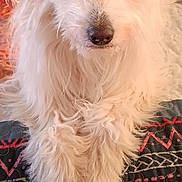 Marty joined the competition — help win amazing prizes! dog, white_fur, fluffy, pet, animal, lying_down, close_up, bed, blanket, indoor, cute, looking_at_camera, long_hair, nose, ears, domestic_animal, mammal, friendly, resting, calm