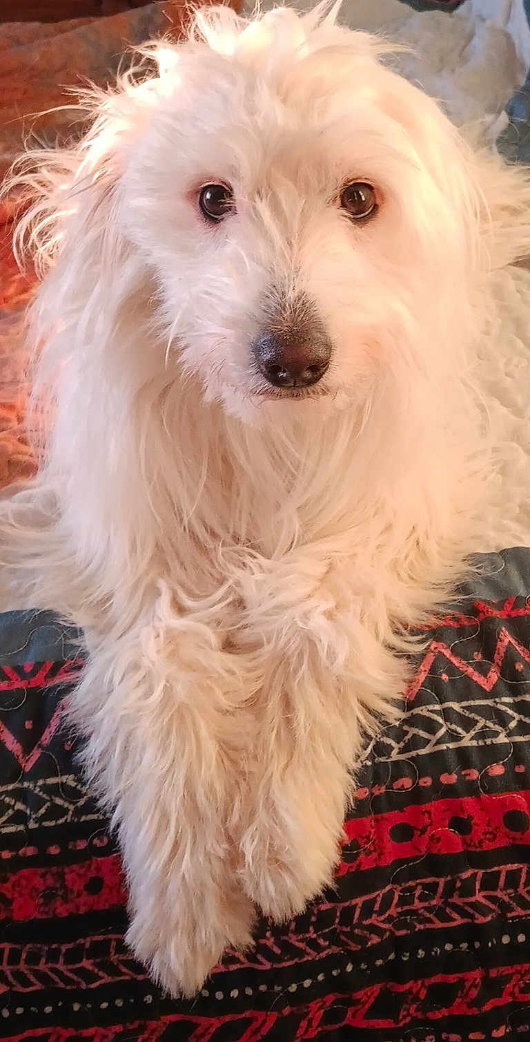 Marty joined the competition — help win amazing prizes! dog, white_fur, fluffy, pet, animal, lying_down, close_up, bed, blanket, indoor, cute, looking_at_camera, long_hair, nose, ears, domestic_animal, mammal, friendly, resting, calm