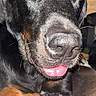 dog, close_up, black_fur, brown_fur, tongue_out, sleepy, pet, animal, paw, indoor, relaxed, canine, snout, whiskers, fur_texture, cute, resting, muzzle, portrait, companion