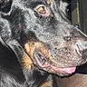 dog, black_dog, tan_markings, close_up, pet, indoor, animal, tongue_out, relaxed, fur, canine, portrait, muzzle, ears, paw, friendly, companion, house, cute, domestic_animal