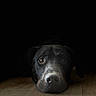dog, black_dog, pet, lying_down, floor, wooden_floor, portrait, closeup, animal, canine, face, eyes, nose, shadow, dark_background, indoors, resting, cute, calm, expression