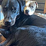 dog, dogs, black_dog, white_and_brown_dog, pets, snuggling, bed, cozy, indoor, friendship, canine, relaxing, cute, animal, fur, companion, resting, peaceful, domestic, cute_pets