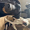 Sista participe au concours pour gagner de l'argent avec cette photo : animal, beagle, bulldog, canine, couch, doctor, dog, furniture, hound, indoors, interiordesign, labradorretriever, person, pet, pitbull, pointer, puppy, sleeping, snout, wood