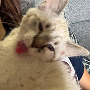 Frosty joined the competition — help win amazing prizes! cat, tongue, fluffy, feline, pet, indoor, couch, person, blurred, closeup, fur, ears, face, animal, home, relaxed, sitting, cute, domestic, funny