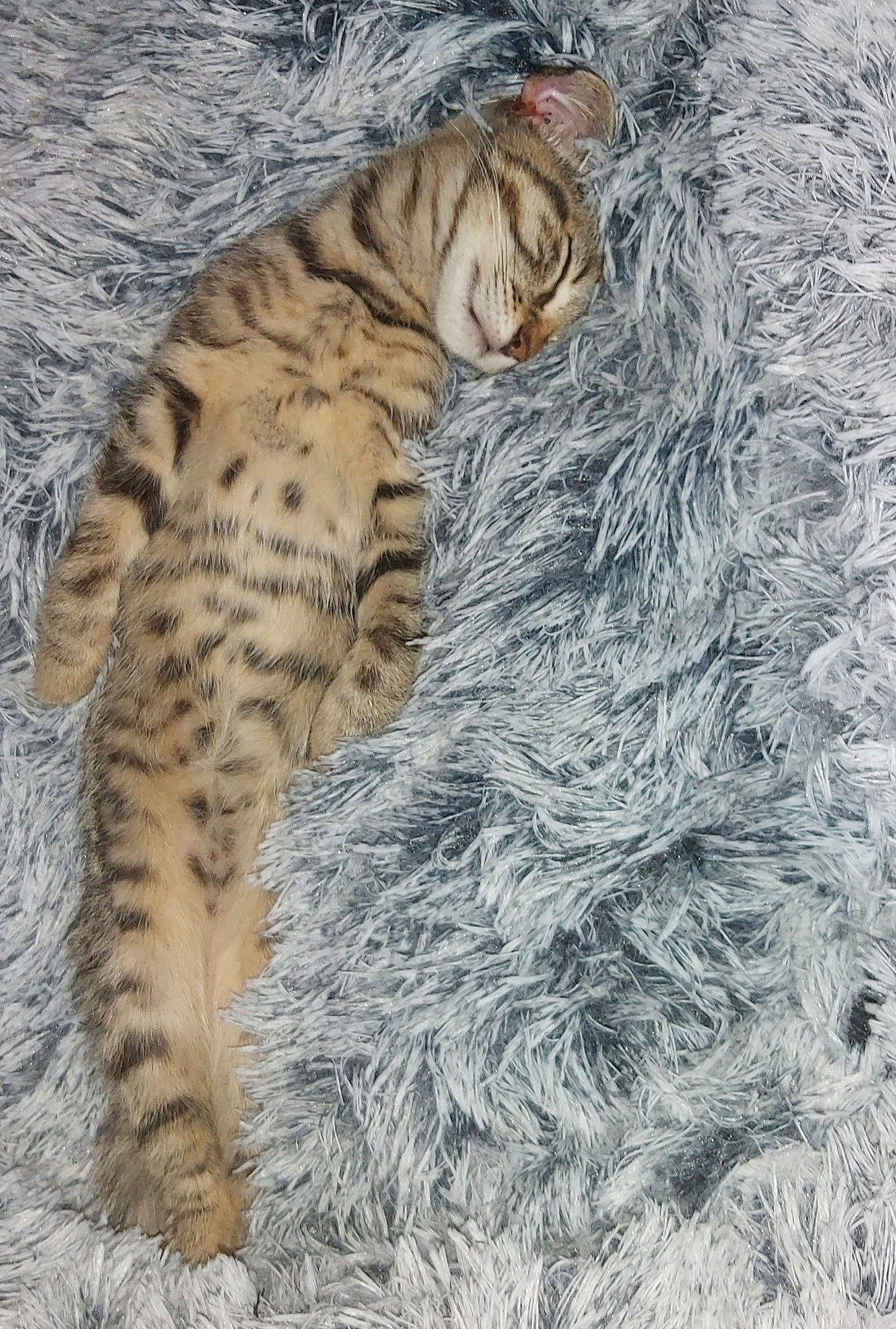 Noreille participe au concours pour gagner de l'argent avec cette photo : big_cats, carnivore, cat, claw, domestic_short_haired_cat, eye, fawn, felidae, foot, fur, pattern, paw, small_to_medium_sized_cats, snout, snow, tail, terrestrial_animal, tree, whiskers, wildlife