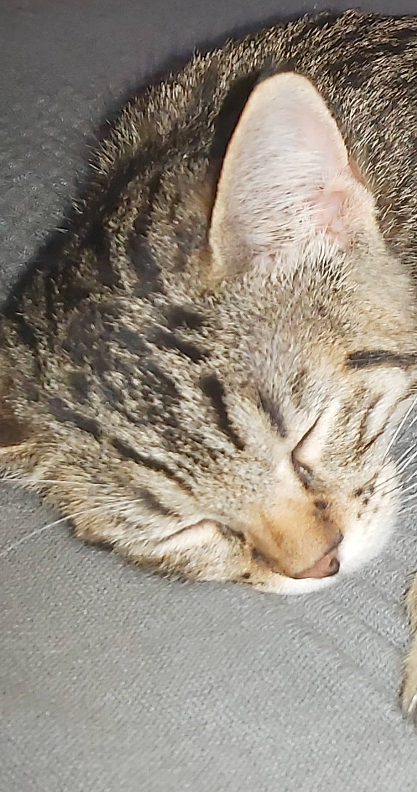 Noreille participe au concours pour gagner de l'argent avec cette photo : carnivore, cat, claw, comfort, domestic_short_haired_cat, fawn, felidae, fur, grass, nap, paw, sleep, small_to_medium_sized_cats, snout, tail, terrestrial_animal, whiskers, wildlife, window, wood