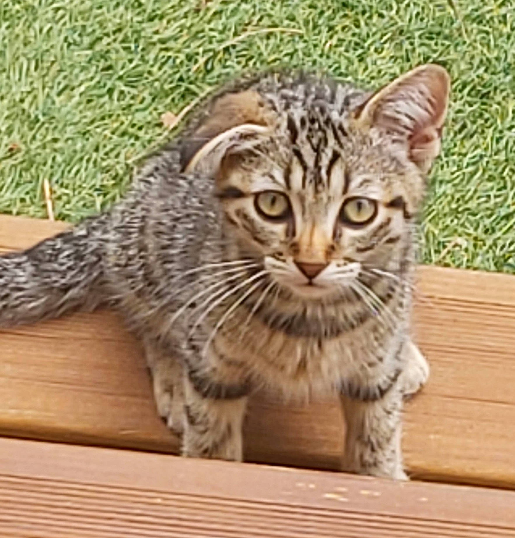 Noreille participe au concours pour gagner de l'argent avec cette photo : carnivore, cat, claw, domestic_short_haired_cat, felidae, flooring, fur, grass, hardwood, pattern, paw, sitting, small_to_medium_sized_cats, snout, terrestrial_animal, whiskers, wildlife, wood
