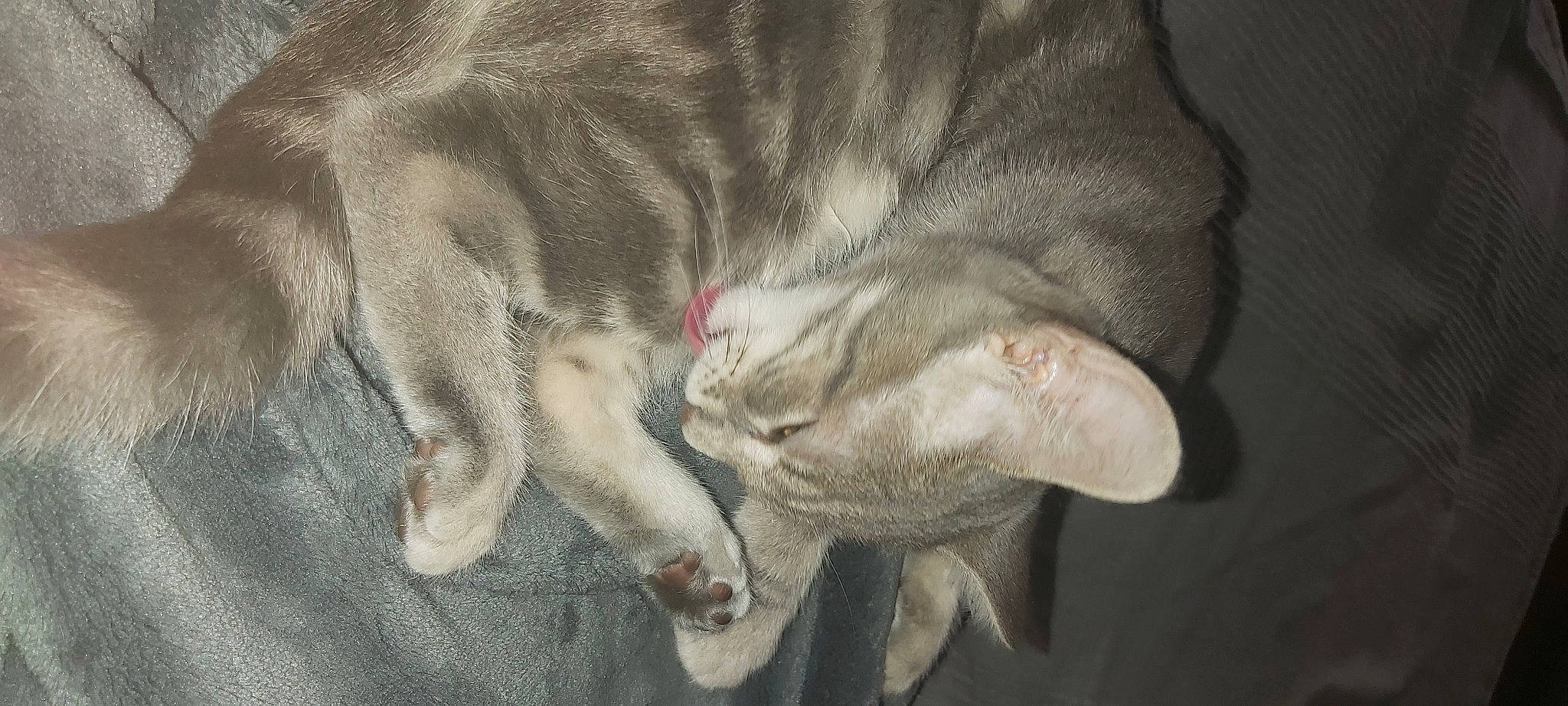 Grisouille a rejoint le concours — aidez-le/la à gagner de superbes lots ! canidae, carnivore, cat, claw, comfort, dog_breed, domestic_short_haired_cat, fawn, felidae, fur, gesture, grey, nap, paw, sleep, small_to_medium_sized_cats, snout, sporting_group, tail, whiskers