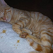 Troubles is registered to the contest to win money with this photo: cat, orange_tabby, sleeping, cozy, blanket, white, star_pattern, paws, fur, whiskers, resting, domestic_cat, pet, feline, cute, curled_up, relaxed, indoor, close_up, animal