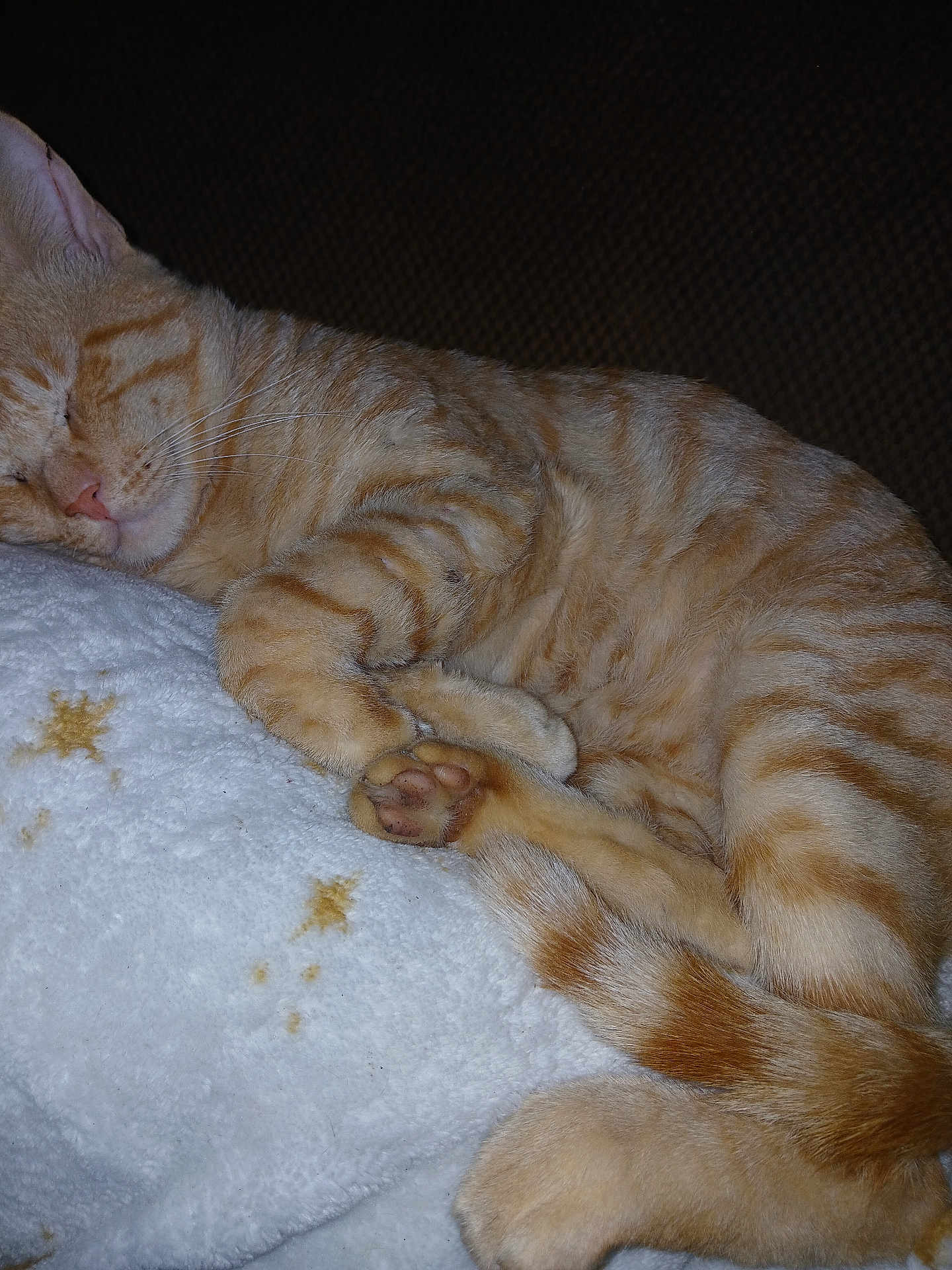 Troubles is registered to the contest to win money with this photo: cat, orange_tabby, sleeping, cozy, blanket, white, star_pattern, paws, fur, whiskers, resting, domestic_cat, pet, feline, cute, curled_up, relaxed, indoor, close_up, animal