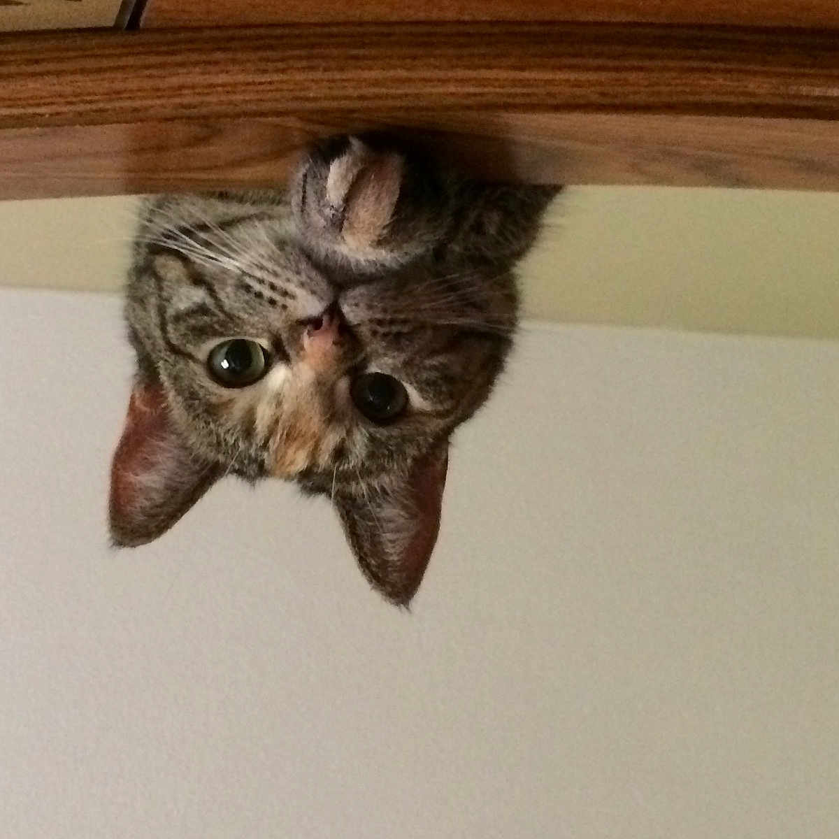 Bella