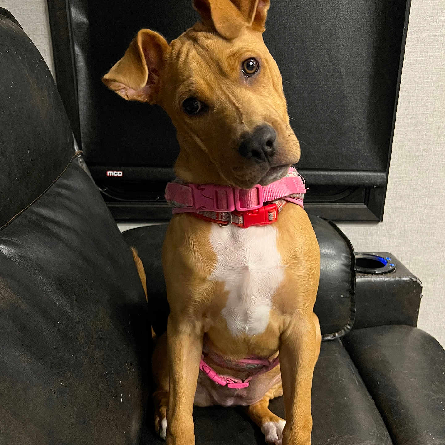 Sandy joined the competition — help win amazing prizes! accessories, animal, armchair, belt, boxer, bulldog, canine, chair, couch, cushion, dog, furniture, homedecor, hound, labradorretriever, pet, pointer, puppy, strap, terrier