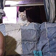 Milo joined the competition — help win amazing prizes! cat, couch, window, curtains, patchwork, face_mask, indoor, furniture, pet, relaxing, light, shadow, fabric, home, animal, resting, domestic, comfort, seated, casual