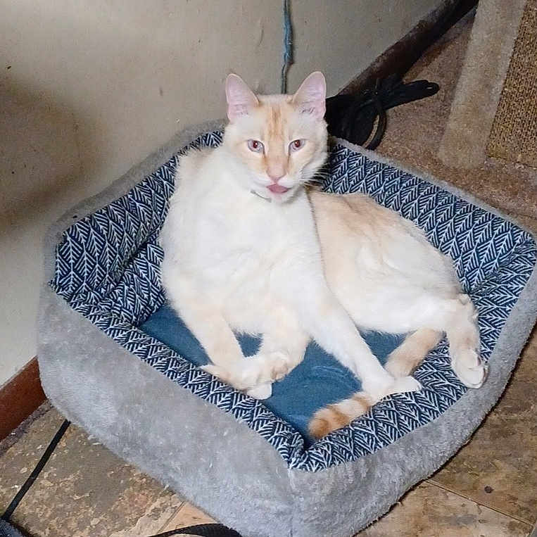 Milo is registered to the contest to win money with this photo: animal, cat, cat_face, cat_paws, cozy, cream_colored_cat, curious, domestic_cat, feline, floor, furry, indoor, looking_at_camera, patterned_bed, pet_bed, relaxed, resting, scratching_post, tile_floor, tongue_out