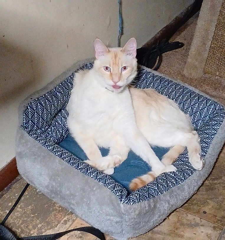 Milo is registered to the contest to win money with this photo: cat, pet_bed, indoor, cream_colored_cat, floor, scratching_post, curious, tongue_out, feline, cozy, patterned_bed, relaxed, animal, cat_face, looking_at_camera, tile_floor, domestic_cat, resting, cat_paws, furry