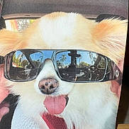 Cody joined the competition — help win amazing prizes! dog, sunglasses, tongue_out, car, reflection, fluffy, pet, cute, close_up, canine, happy, summer, eyewear, animal, portrait, funny, light, indoor, smile, cool