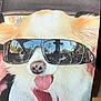 dog, sunglasses, tongue_out, car, reflection, fluffy, pet, cute, close_up, canine, happy, summer, eyewear, animal, portrait, funny, light, indoor, smile, cool