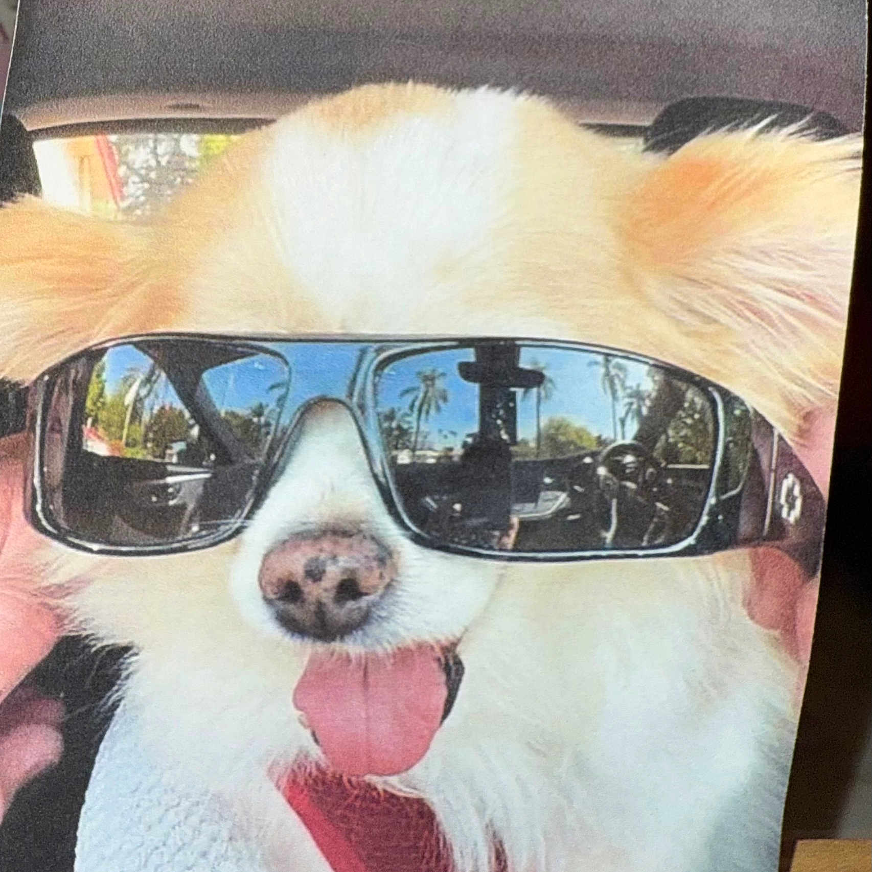 Cody joined the competition — help win amazing prizes! animal, canine, car, close_up, cool, cute, dog, eyewear, fluffy, funny, happy, indoor, light, pet, portrait, reflection, smile, summer, sunglasses, tongue_out