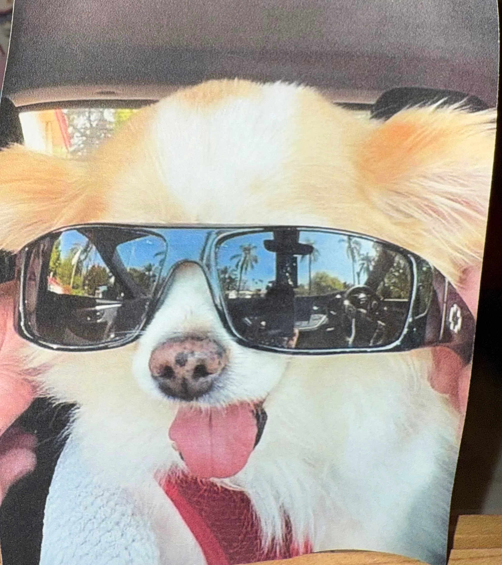 Cody joined the competition — help win amazing prizes! dog, sunglasses, tongue_out, car, reflection, fluffy, pet, cute, close_up, canine, happy, summer, eyewear, animal, portrait, funny, light, indoor, smile, cool