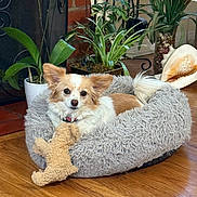 Hanna joined the competition — help win amazing prizes! dog, pet_bed, plush_toy, indoor, plants, flowers, seashell, wooden_floor, cozy, cute, fur, animal, resting, brown_and_white, comfort, domestic, living_room, decor, relaxed, toy