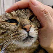 Rose participe au concours pour gagner de l'argent avec cette photo : cat, tabby, close_up, pet, whiskers, human_hand, indoor, feline, animal, face, nose, fur, relaxed, comfort, touch, domestic, cute, mammal, companion, soft