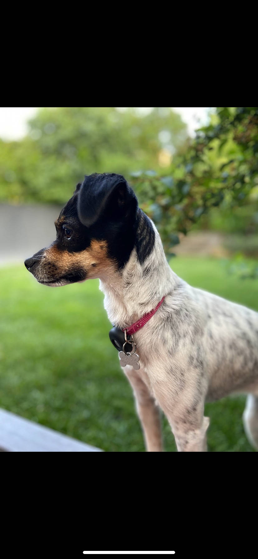 Sia participe au concours pour gagner de l'argent avec cette photo : canidae, carnivore, collar, companion_dog, dog, dog_breed, dog_collar, dog_supply, fashion_accessory, fawn, grass, leash, pet_supply, plant, snout, sporting_group, sunglasses, whiskers, working_animal, working_dog