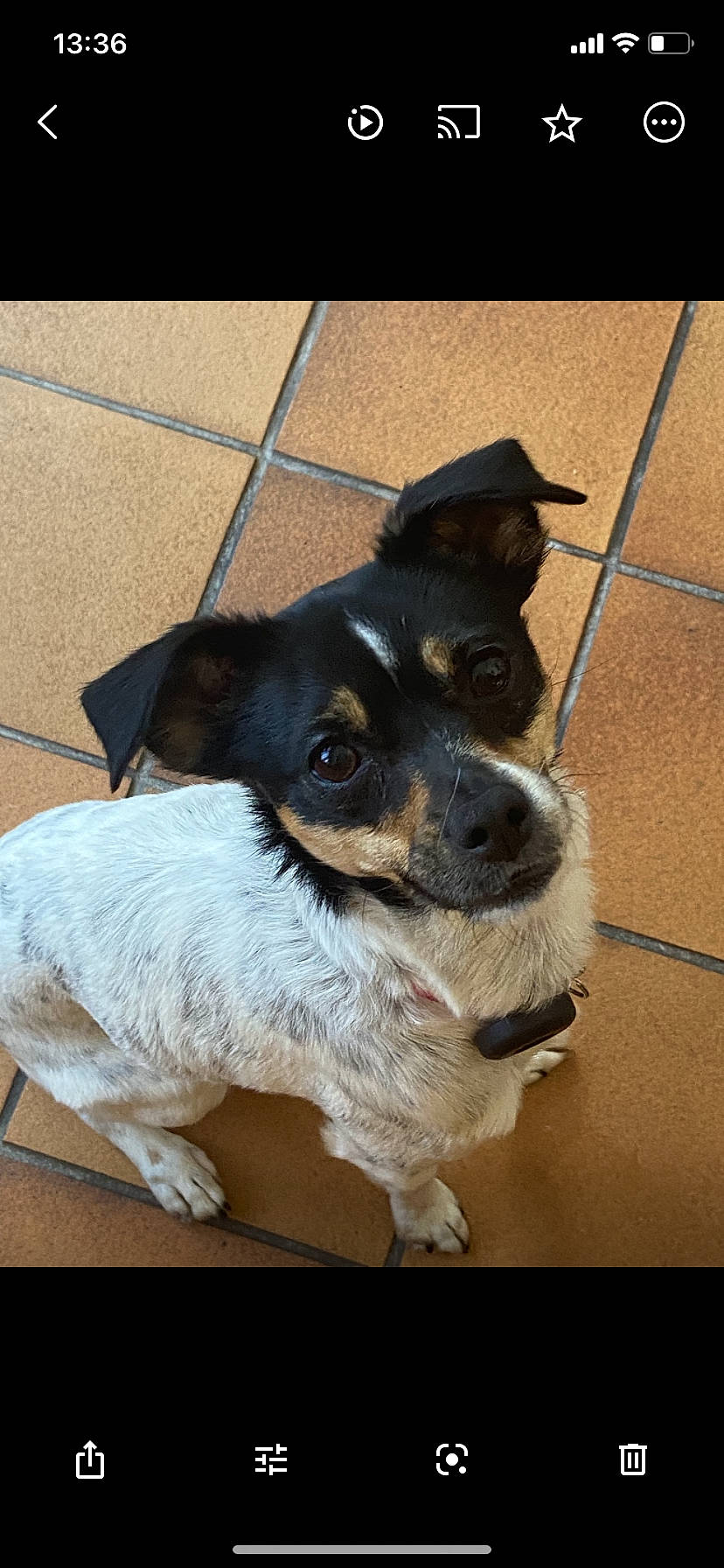 Sia a rejoint le concours — aidez-le/la à gagner de superbes lots ! canidae, carnivore, collar, companion_dog, corgi_chihuahua, dog, dog_breed, electric_blue, fawn, fur, snout, sporting_group, terrestrial_animal, toy_dog, whiskers, working_animal, working_dog