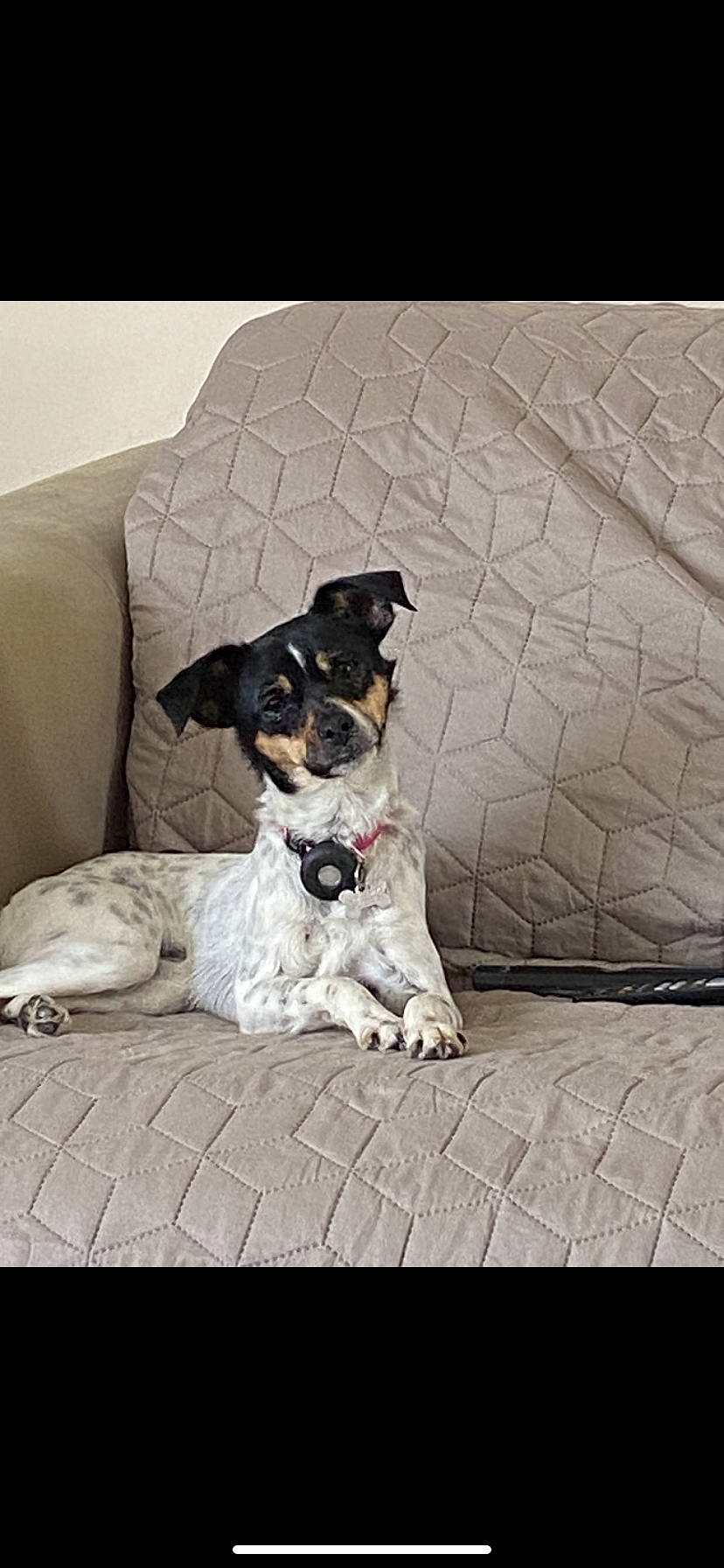 Sia a rejoint le concours — aidez-le/la à gagner de superbes lots ! canidae, carnivore, collar, comfort, companion_dog, couch, dog, dog_breed, grey, paw, puppy, sitting, snout, sporting_group, square, terrestrial_animal, terrier, toy, working_animal, working_dog