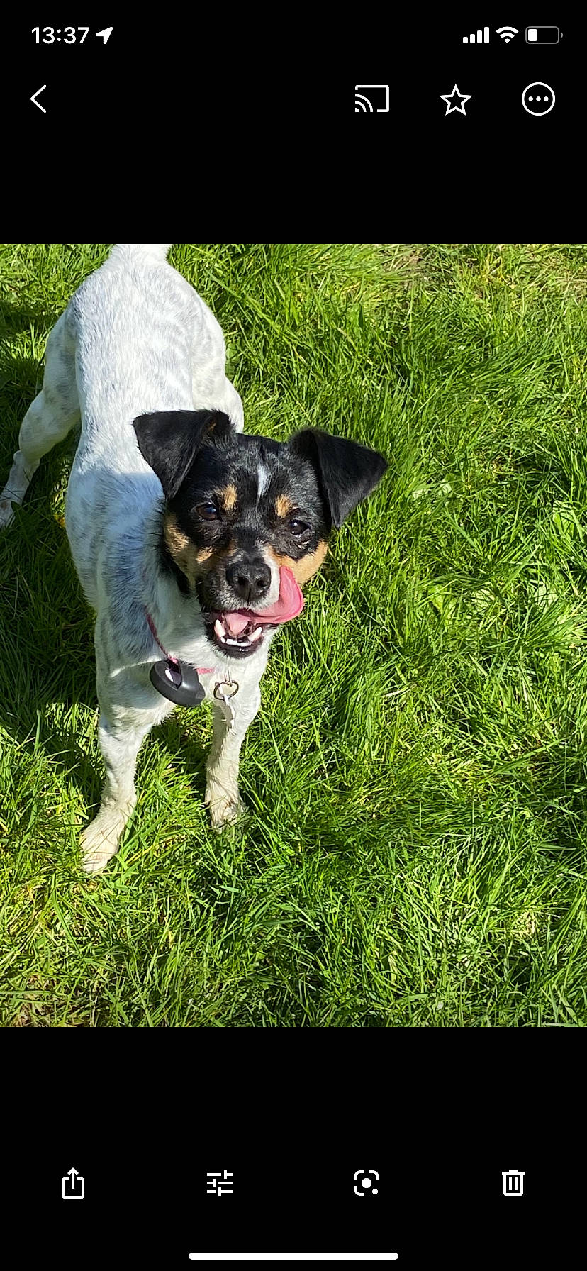 Sia participe au concours pour gagner de l'argent avec cette photo : ball, canidae, carnivore, companion_dog, dog, dog_breed, grass, grassland, groundcover, herding_dog, hunting_dog, leaf_vegetable, plant, snout, soil, sporting_group, tennis_ball, terrier, working_animal, working_dog