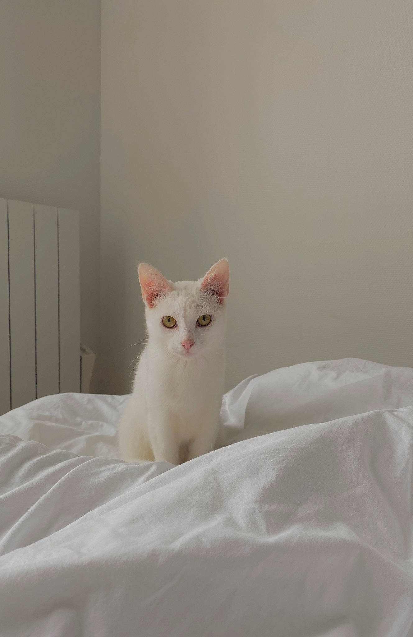 Nala participe au concours pour gagner de l'argent avec cette photo : carnivore, cat, comfort, domestic_short_haired_cat, felidae, fur, linens, paw, small_to_medium_sized_cats, snout, tail, terrestrial_animal, whiskers