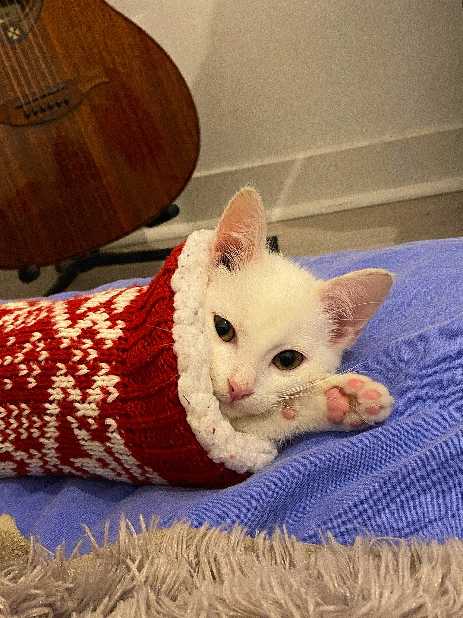 Nala participe au concours pour gagner de l'argent avec cette photo : carmine, carnivore, cat, cat_supply, claw, comfort, domestic_short_haired_cat, fawn, felidae, foot, fur, linens, pattern, paw, small_to_medium_sized_cats, snout, tail, textile, whiskers, wood