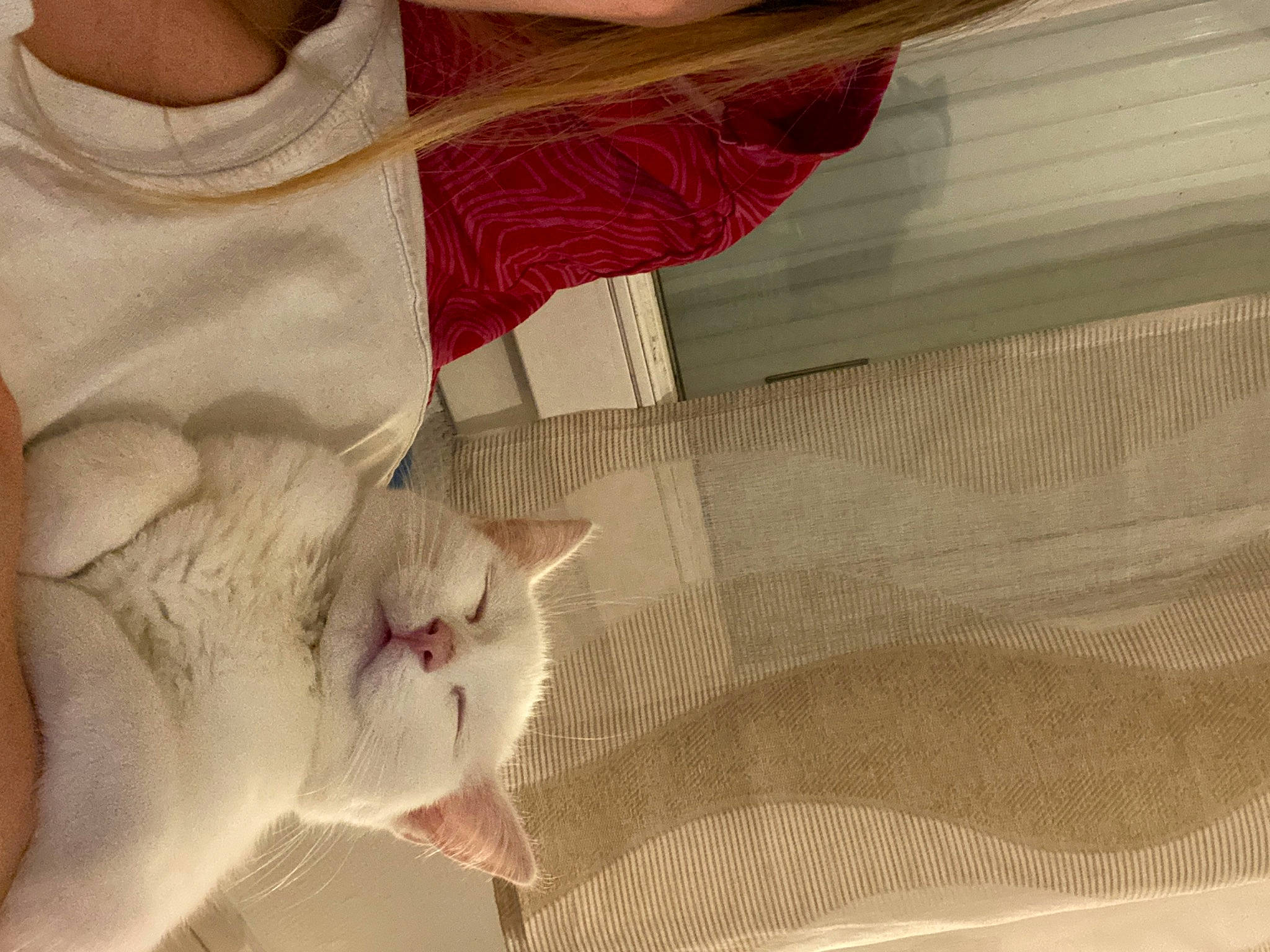 Nala a rejoint le concours — aidez-le/la à gagner de superbes lots ! carnivore, cat, claw, comfort, domestic_short_haired_cat, fawn, felidae, flooring, fur, linens, pattern, paw, peach, sleeve, small_to_medium_sized_cats, tail, whiskers, wood, woven_fabric