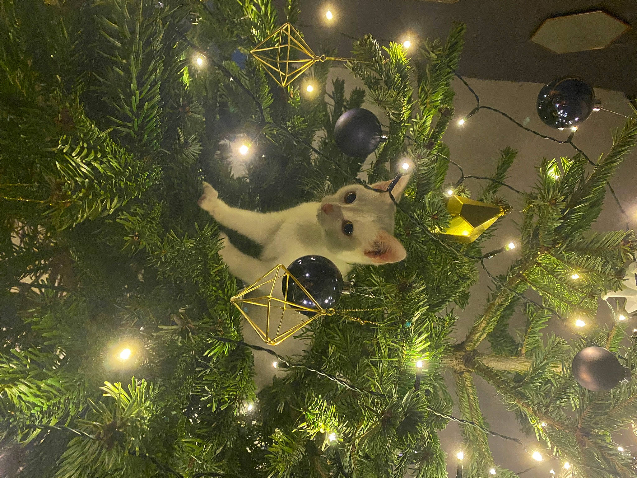 Nala participe au concours pour gagner de l'argent avec cette photo : branch, christmas, christmas_decoration, christmas_ornament, christmas_tree, conifer, event, evergreen, fawn, grass, holiday, holiday_ornament, light, lighting, midnight, ornament, plant, space, tree, twig